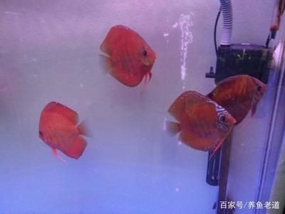 1.2米的魚(yú)缸能養(yǎng)幾條錦鯉合適？：1.2米的魚(yú)缸能養(yǎng)幾條錦鯉？