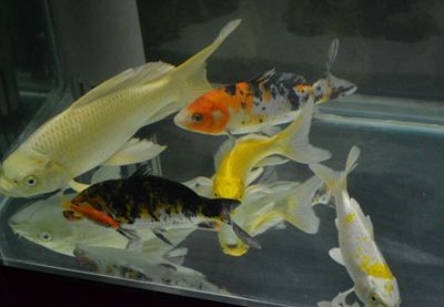 1.2米的魚(yú)缸能養(yǎng)幾條錦鯉合適？：1.2米的魚(yú)缸能養(yǎng)幾條錦鯉？