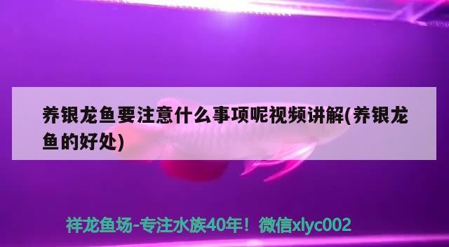養(yǎng)銀龍魚要注意什么事項(xiàng)呢視頻講解(養(yǎng)銀龍魚的好處)