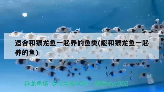 適合和銀龍魚一起養的魚類(能和銀龍魚一起養的魚)