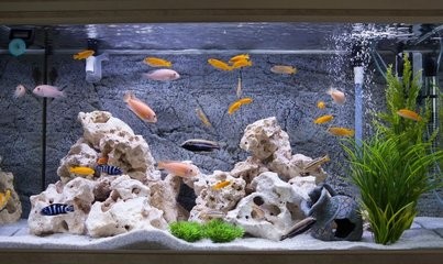 連云港市連云區東園社區森森水族館（連云港市連云區東園社區森森水族館電話）