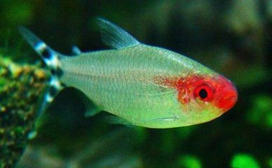 觀賞魚混養的誤區：觀賞魚混養的幾個關鍵要點，幫你更好地混養觀賞魚