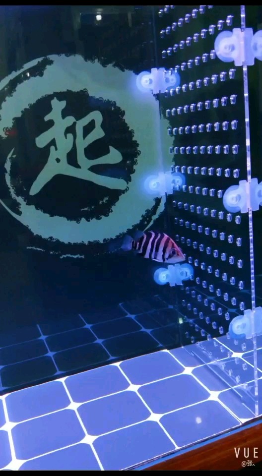 新手養虎虎魚龍巔