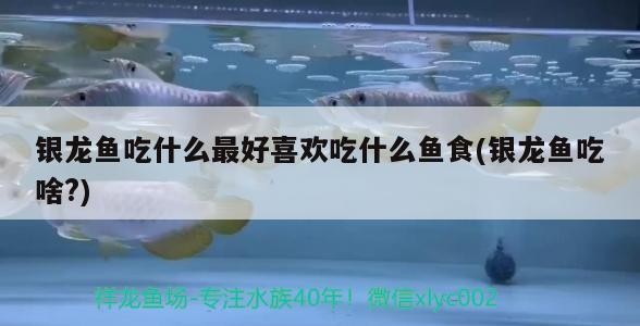 銀龍魚吃什么最好喜歡吃什么魚食(銀龍魚吃啥?)