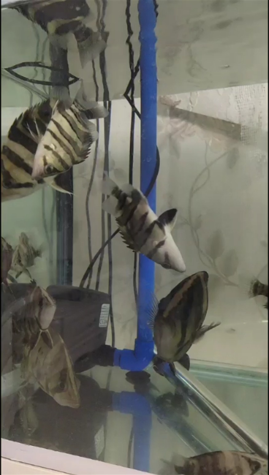 虎魚求救