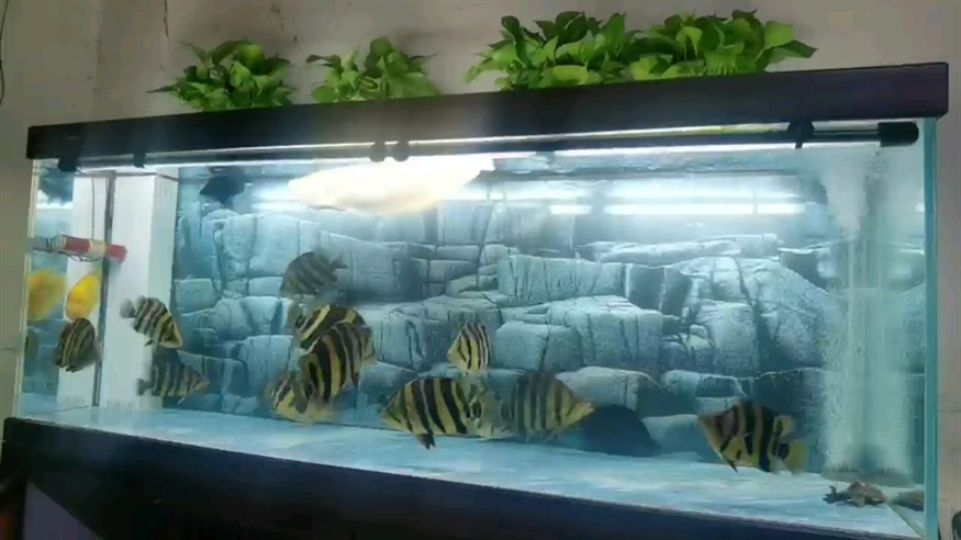 分享虎魚