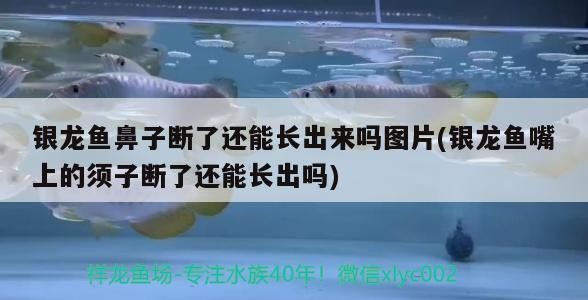銀龍魚(yú)鼻子斷了還能長(zhǎng)出來(lái)嗎圖片(銀龍魚(yú)嘴上的須子斷了還能長(zhǎng)出嗎) 銀龍魚(yú)鼻子斷了還能長(zhǎng)出來(lái)嗎圖片(銀龍魚(yú)嘴上的須子斷了還能長(zhǎng)出嗎) 銀龍魚(yú)百科