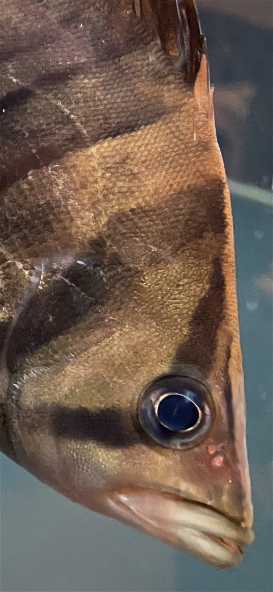 請教各位虎魚朋友這是蒙眼嗎？