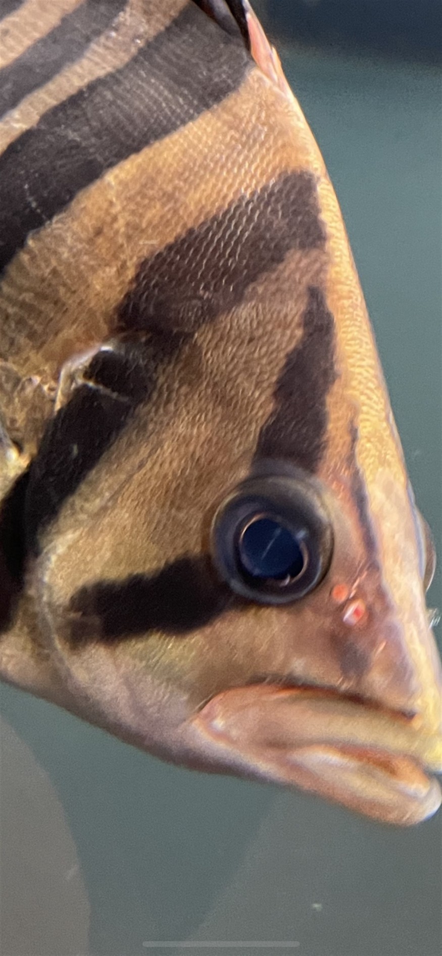 請教各位虎魚朋友這是蒙眼嗎？