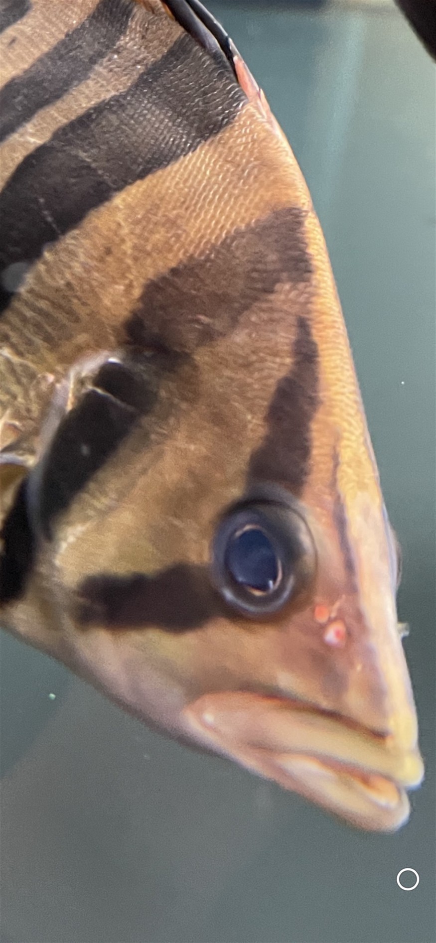 請教各位虎魚朋友這是蒙眼嗎？