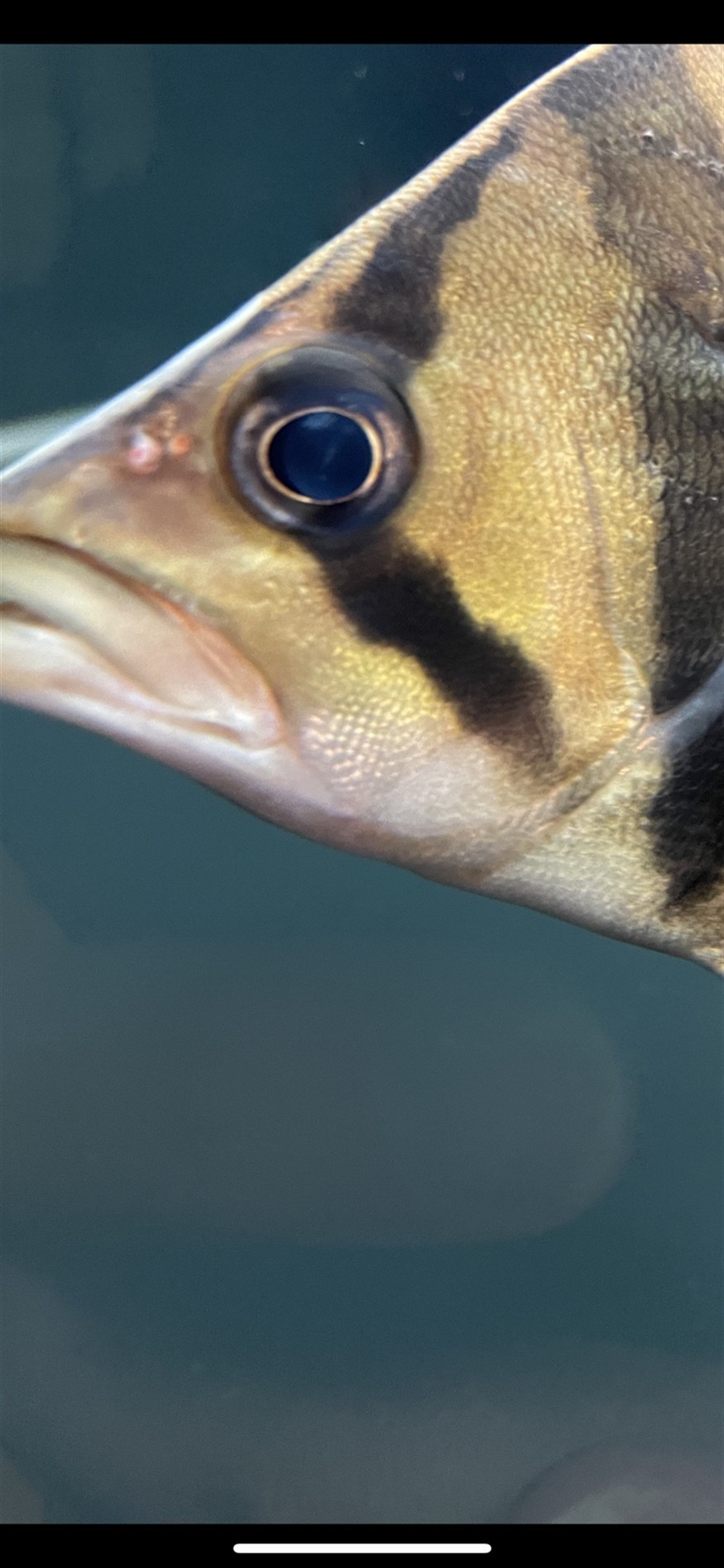 請教各位虎魚朋友這是蒙眼嗎？