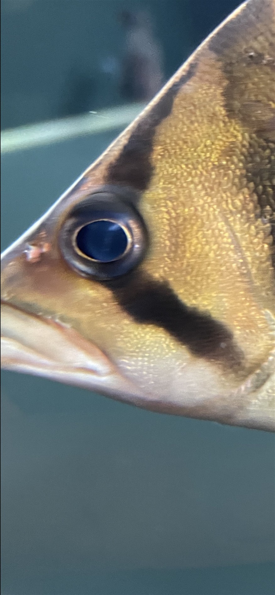 請教各位虎魚朋友這是蒙眼嗎？