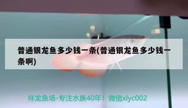 普通銀龍魚多少錢一條(普通銀龍魚多少錢一條啊)