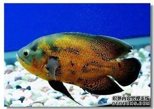 樂山市魚游水族有限公司（樂山市魚游水族有限公司 樂山市魚游水族有限公司（樂山市魚游水族有限公司 全國水族館企業名錄 第1張