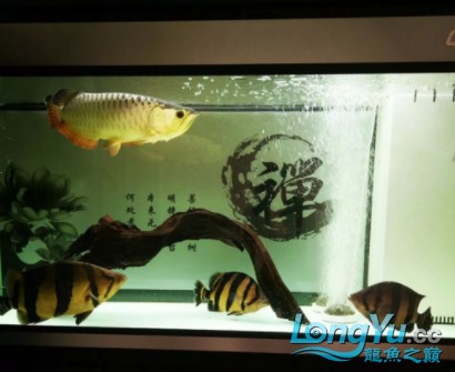 干貨丨我對虎魚的飼養(yǎng)經(jīng)驗(yàn)及個人見解