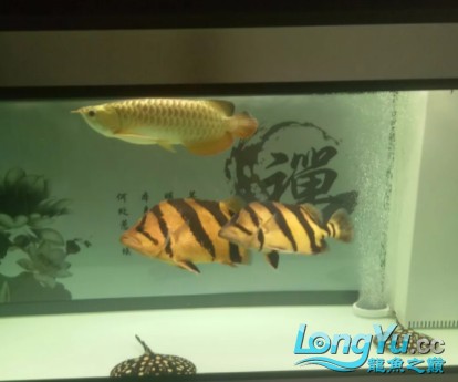 干貨丨我對虎魚的飼養(yǎng)經(jīng)驗(yàn)及個人見解