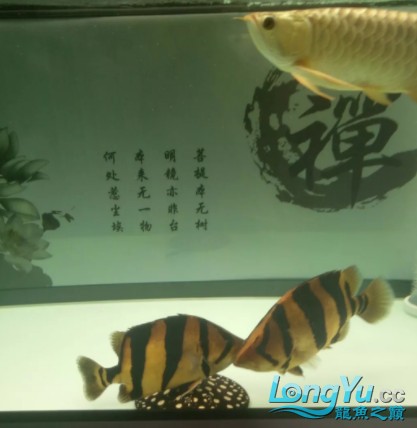 干貨丨我對虎魚的飼養(yǎng)經(jīng)驗(yàn)及個人見解