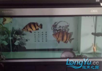 干貨丨我對虎魚的飼養(yǎng)經(jīng)驗(yàn)及個人見解