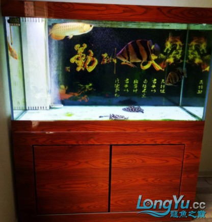 干貨丨我對虎魚的飼養(yǎng)經(jīng)驗(yàn)及個人見解