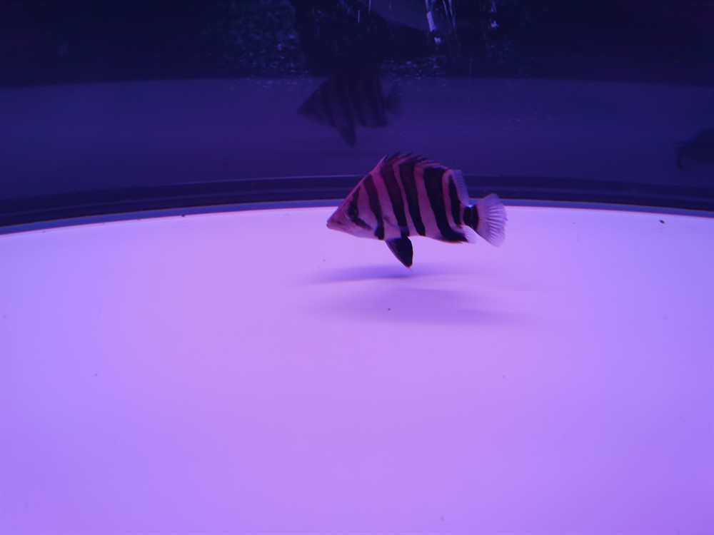 我家虎魚只吃飼料