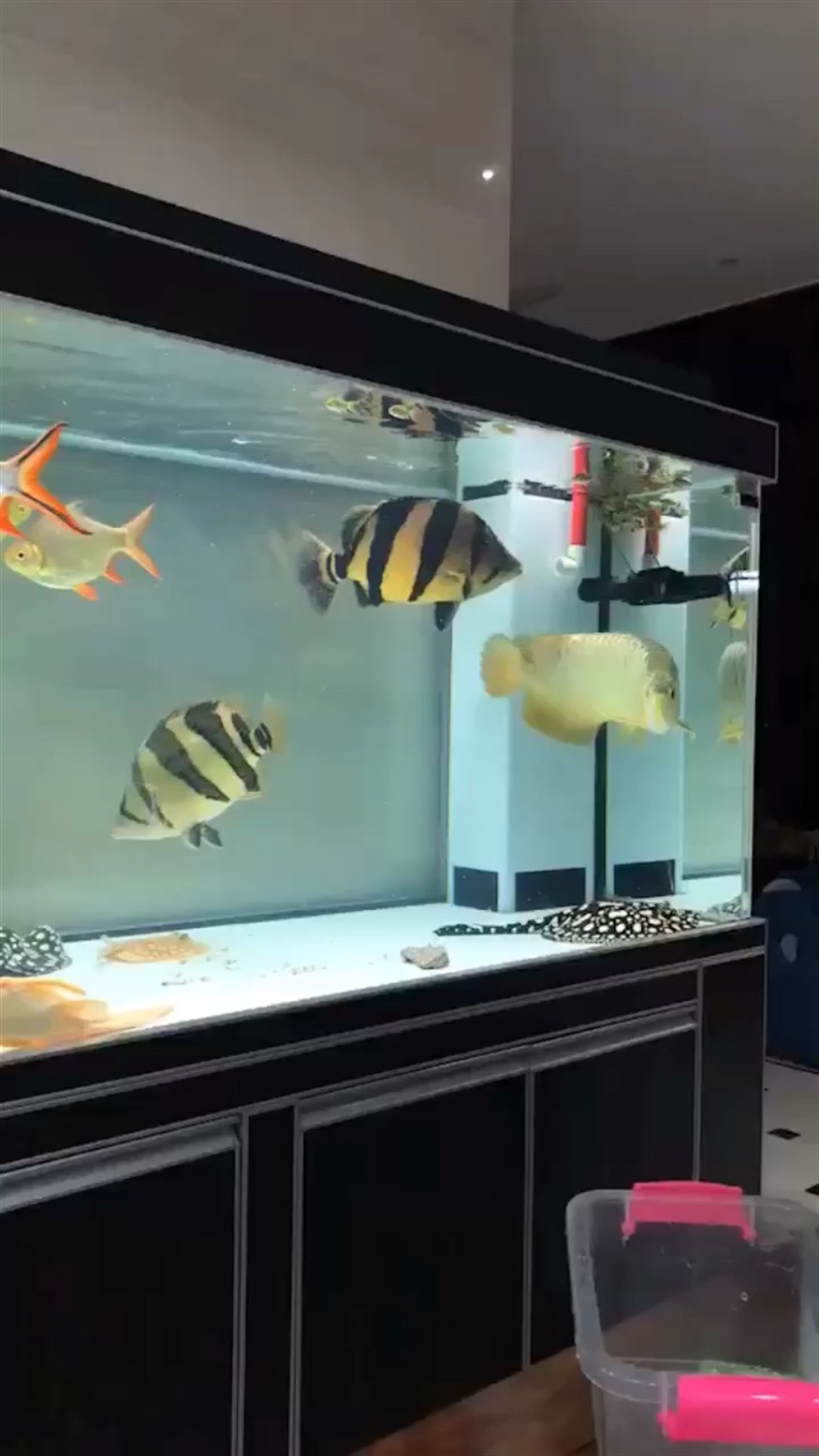 虎魚看不上小魚