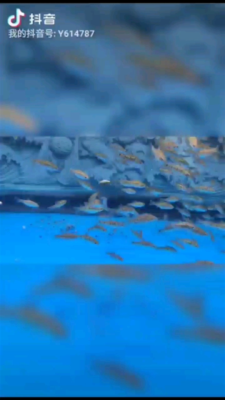 如何區(qū)分金龍魚(yú)和銀龍魚(yú)的血統(tǒng)？，金龍魚(yú)與銀龍魚(yú)對(duì)比圖鑒表格，幫你一眼分辨關(guān)鍵特征 如何區(qū)分金龍魚(yú)和銀龍魚(yú)的血統(tǒng)？，金龍魚(yú)與銀龍魚(yú)對(duì)比圖鑒表格，幫你一眼分辨關(guān)鍵特征 龍魚(yú)百科 第1張