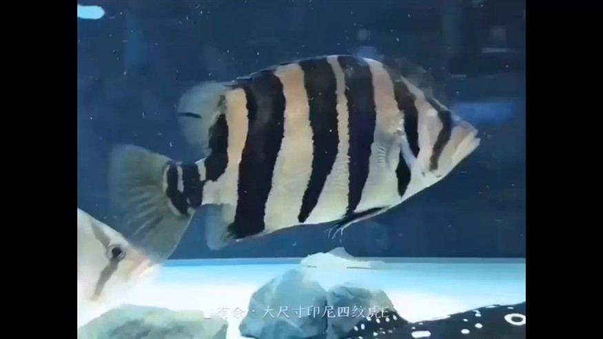 超明虎魚照亮你回家路