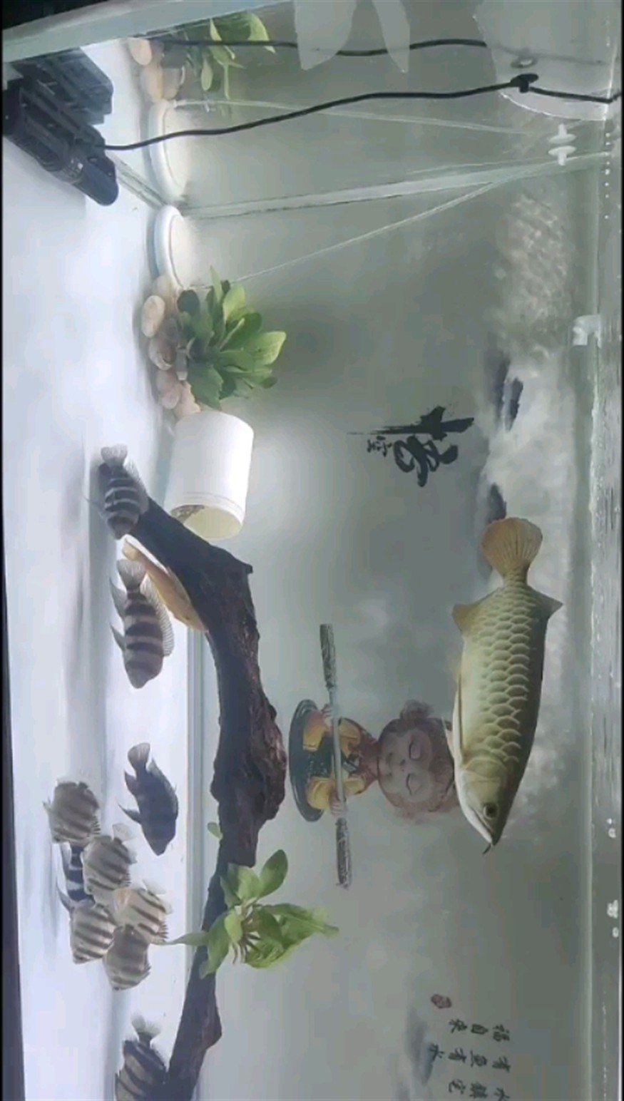 金龍金鼓伊巴卡虎魚大混