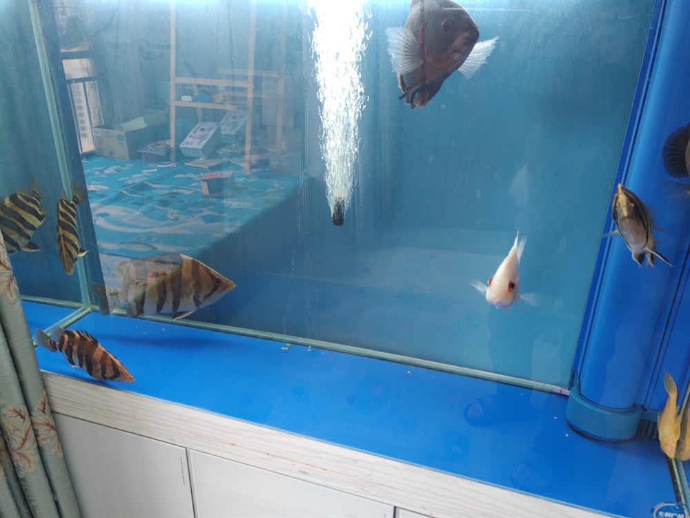 巴沙魚能喂龍虎魟嗎？