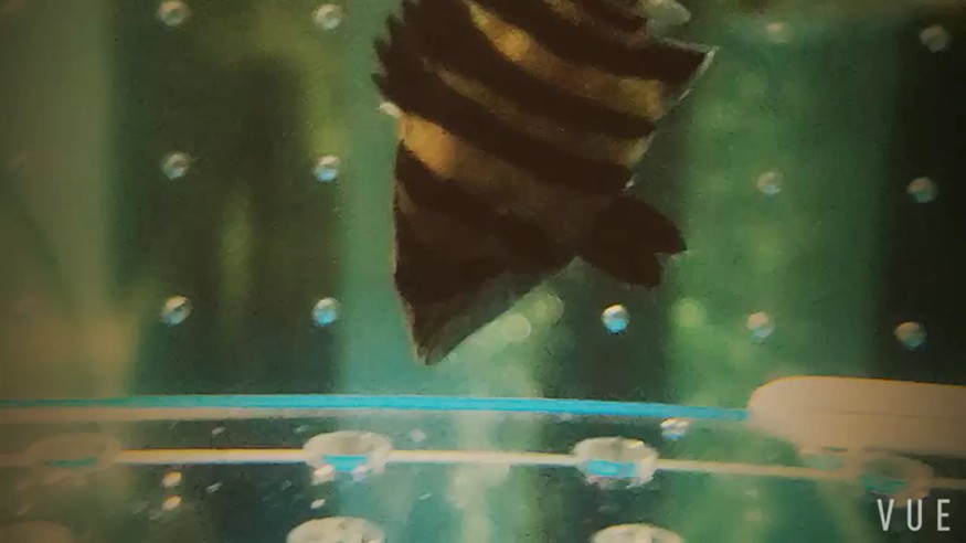 五虎上將龍魚龍巔