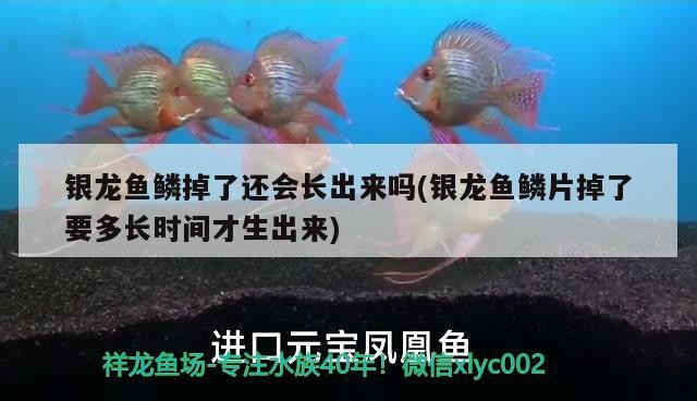 銀龍魚鱗掉了還會(huì)長(zhǎng)出來嗎(銀龍魚鱗片掉了要多長(zhǎng)時(shí)間才生出來)