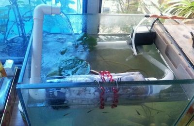 魚缸造景的歷史演變：風景魚缸制作的歷史演變追蹤魚缸造景步驟和注意事項