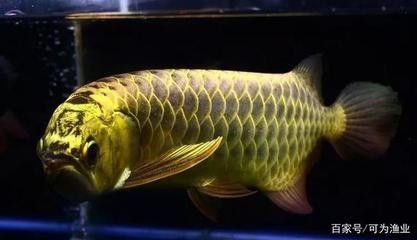 龍魚前面的須都掉了還能活嗎