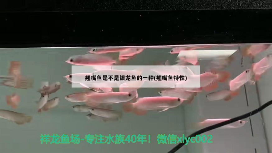 翹嘴魚是不是銀龍魚的一種(翹嘴魚特性)
