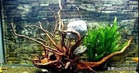 沉木太大魚缸放不下怎么辦：對于沉木太大魚缸放不下的問題 沉木太大魚缸放不下怎么辦：對于沉木太大魚缸放不下的問題 魚缸百科 第1張