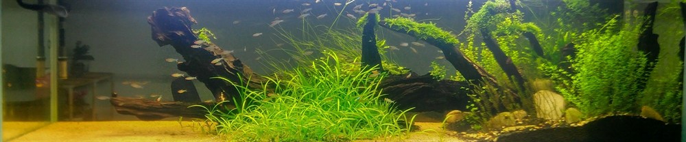 紅鼻剪刀有規(guī)律的死亡