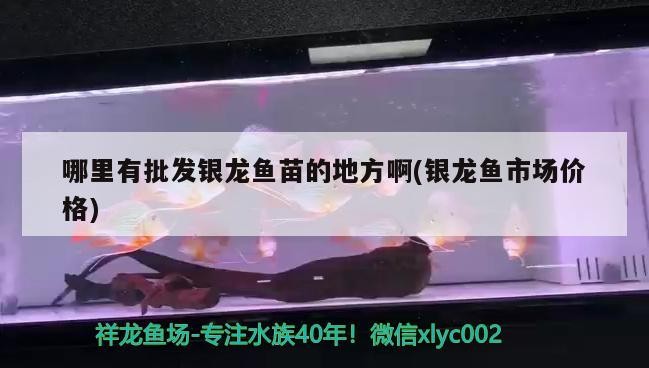 哪里有批發銀龍魚苗的地方啊(銀龍魚市場價格) 哪里有批發銀龍魚苗的地方啊(銀龍魚市場價格) 銀龍魚百科