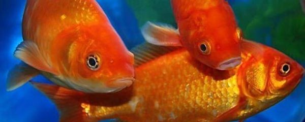紅鯉魚的起源與分布：養(yǎng)殖紅鯉魚的注意事項(xiàng)