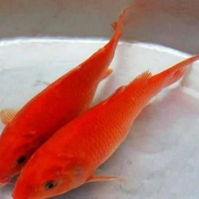 紅鯉魚的起源與分布：養(yǎng)殖紅鯉魚的注意事項(xiàng)