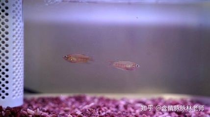 魚缸過濾系統(tǒng)的選擇,過濾系統(tǒng)養(yǎng)魚缸里的水質(zhì)養(yǎng)好魚缸里的水生植物真的能凈化水質(zhì)嗎 觀賞魚百科 第2張 魚缸過濾系統(tǒng)的選擇,過濾系統(tǒng)養(yǎng)魚缸里的水質(zhì)養(yǎng)好魚缸里的水生植物真的能凈化水質(zhì)嗎 魚缸過濾系統(tǒng)的選擇,過濾系統(tǒng)養(yǎng)魚缸里的水質(zhì)養(yǎng)好魚缸里的水生植物真的能凈化水質(zhì)嗎 觀賞魚百科 第2張