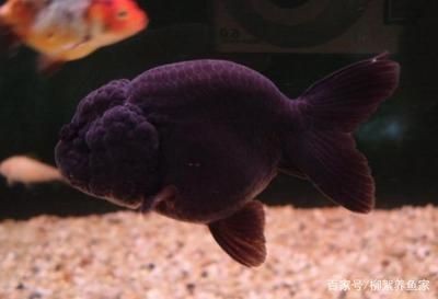 魚缸消毒的最佳實踐，高錳酸鉀的其他用途：高錳酸鉀的其他用途