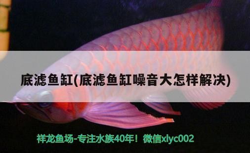 愛虎魚繼續(xù)造