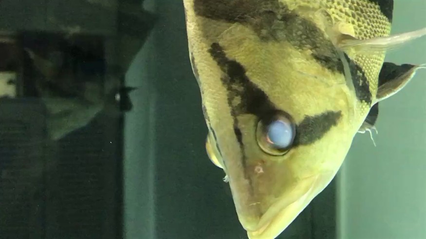 虎魚眼睛怎么了？怎么治療？