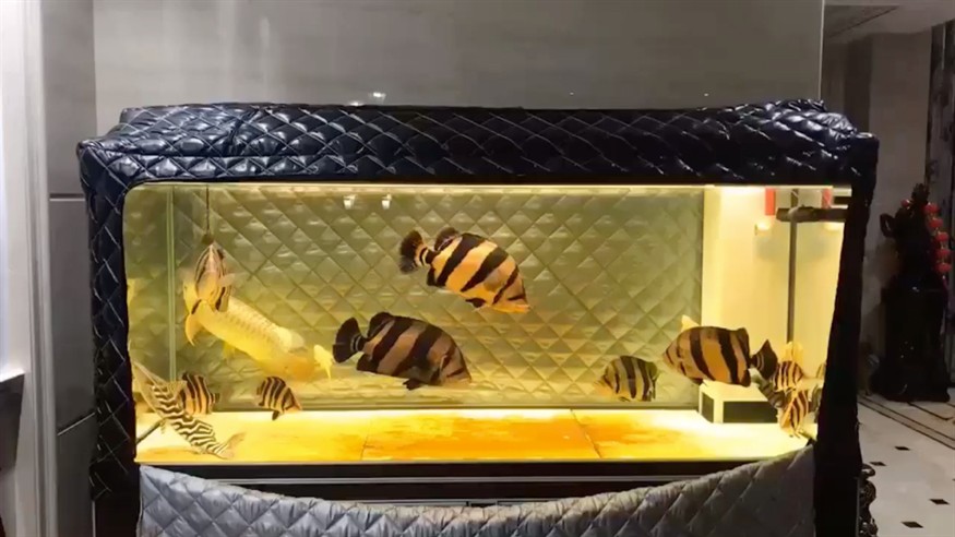 發(fā)燒了不忘拍下魚一群大傻虎