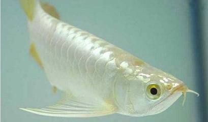 白色紅尾金龍魚叫什么