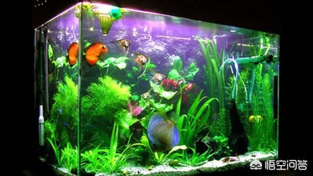 魚缸過濾系統的選擇：自制魚缸過濾系統的選擇