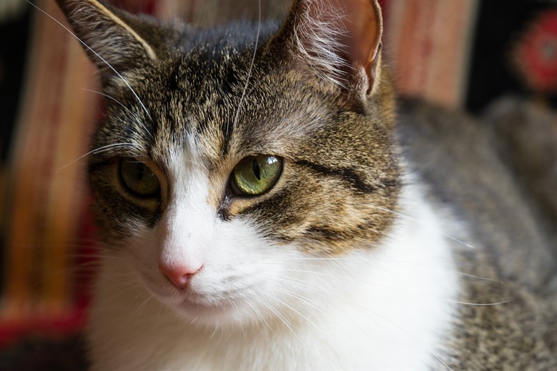 小虎魚的喂食注意什么？