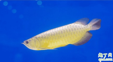 龍魚為什么好養(yǎng)活一點的魚呢