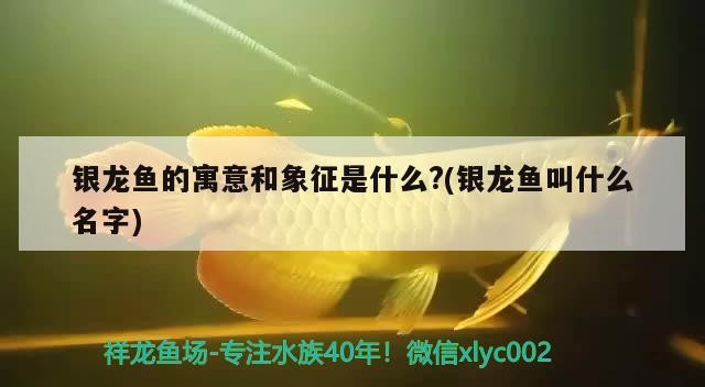 銀龍魚的寓意和象征是什么?(銀龍魚叫什么名字)