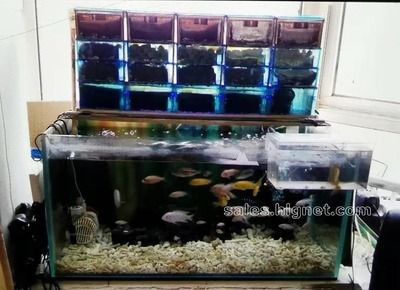 帶氧氣的魚缸多少錢一個：帶有內(nèi)置氧氣裝置的魚缸價格如何選擇合適的魚缸氧氣泵